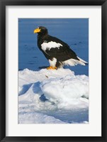 Japan, Hokkaido, Raus, Steller's Sea Eagle Fine Art Print