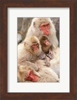 Japan, Nagano, Jigokudani, Snow Monkey Family Fine Art Print
