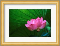 Ohga Lotus, Sankei-en Garden, Yokohama, Japan Fine Art Print