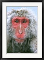 Snow Monkey, Japanese Macaque, Nagano, Japan Fine Art Print