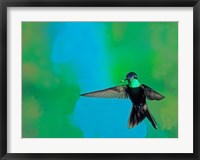 Magnificent hummingbird in flight, Arizona, USA Fine Art Print