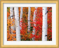 Aspens and Maples Fine Art Print