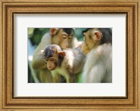 Southern Pig-Tailed Macaque, Sepilok, Borneo, Malaysia Fine Art Print