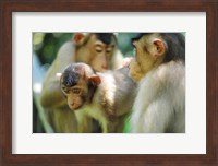 Southern Pig-Tailed Macaque, Sepilok, Borneo, Malaysia Fine Art Print