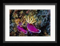 Pair of Nudibranch Kapalai Island, Malaysia Fine Art Print