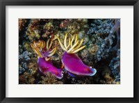 Pair of Nudibranch Kapalai Island, Malaysia Fine Art Print