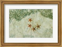 Four Knobby Sea Stars and Small Fish, Kapalai, Malaysia Fine Art Print