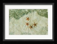 Four Knobby Sea Stars and Small Fish, Kapalai, Malaysia Fine Art Print