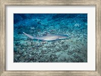 WhiteTip Reef Shark, Malaysia Fine Art Print