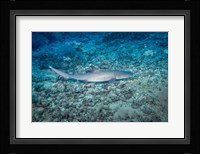WhiteTip Reef Shark, Malaysia Fine Art Print