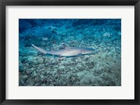 WhiteTip Reef Shark, Malaysia Fine Art Print