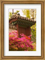 Azaleas, The Deoksugung Palace Complex, Seoul, South Korea Fine Art Print