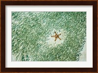 Marine Life, Knobly Sea Star andFish, Sipadan, Malaysia Fine Art Print