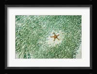 Marine Life, Knobly Sea Star andFish, Sipadan, Malaysia Fine Art Print