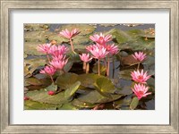 Pink Lotus Flower in the Morning Light, Thailand Fine Art Print