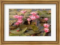 Pink Lotus Flower in the Morning Light, Thailand Fine Art Print