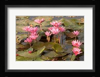 Pink Lotus Flower in the Morning Light, Thailand Fine Art Print