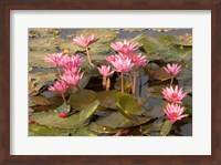 Pink Lotus Flower in the Morning Light, Thailand Fine Art Print