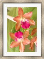 Orchid Blooms in the Spring, Thailand Fine Art Print