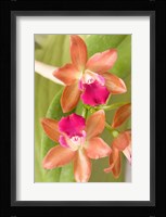 Orchid Blooms in the Spring, Thailand Fine Art Print