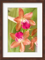 Orchid Blooms in the Spring, Thailand Fine Art Print