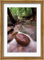 Rainforest Stream, Bako National Park, Borneo, Malaysia Fine Art Print