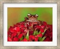 Borneo Cinnamon Tree Frog on red flowers Fine Art Print