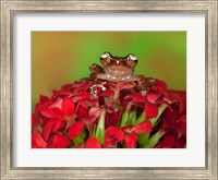 Borneo Cinnamon Tree Frog on red flowers Fine Art Print