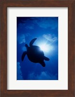 Sea Turtle Underwater, Sipadan Island South Point, Malaysia Fine Art Print