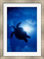 Sea Turtle Underwater, Sipadan Island South Point, Malaysia Fine Art Print