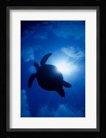 Sea Turtle Underwater, Sipadan Island South Point, Malaysia Fine Art Print