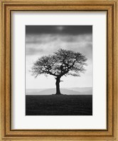 Without Leaves Fine Art Print