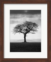 Without Leaves Fine Art Print