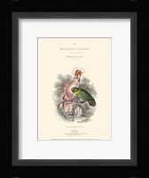 The Naturalist's Library II Fine Art Print
