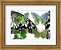 Layered Butterflies V Fine Art Print