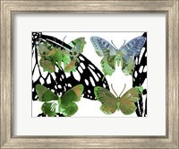 Layered Butterflies V Fine Art Print