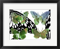 Layered Butterflies V Fine Art Print