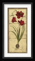 Amaryllis Panel I Fine Art Print