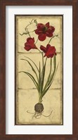 Amaryllis Panel I Fine Art Print