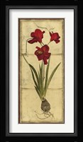 Amaryllis Panel II Framed Print