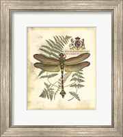 Regal Dragonfly III Fine Art Print