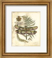 Regal Dragonfly IV Fine Art Print