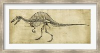 Spinosaurus Study Fine Art Print