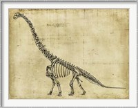Brachiosaurus Study Fine Art Print