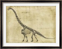 Brachiosaurus Study Fine Art Print