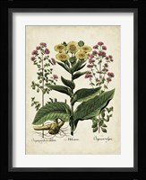 Besler Florilegium I Fine Art Print