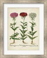 Besler Florilegium IV Fine Art Print