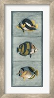 Tropical Fish Trio II Fine Art Print