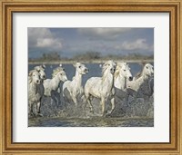 White Horses of the Camargue Fine Art Print
