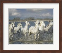 White Horses of the Camargue Fine Art Print